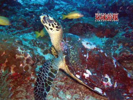 亚洲三大潜水胜地_亚洲三大潜水胜地 体验海底漫游