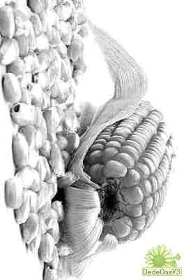 墨西哥人的防癌“三宝”