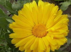 民间盛传！八款排毒祛痘面膜DIY