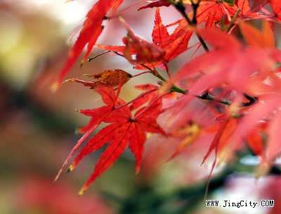 香山红叶节开幕 月底进入最佳观赏期