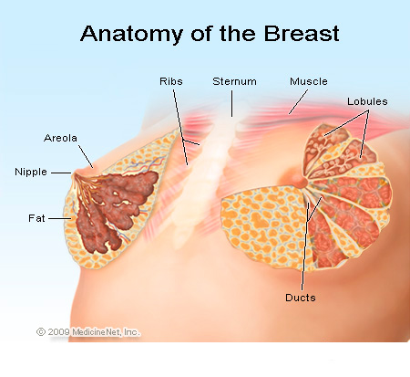 乳房结构