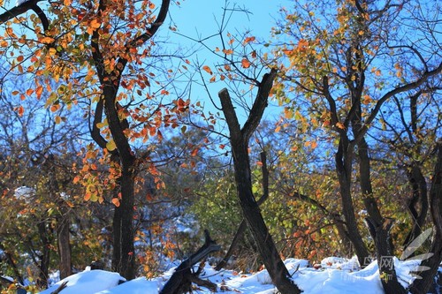 北京10大雪景最佳拍摄地推荐-京城雪后景点照片