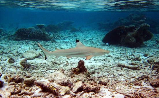 太平洋海底世界 太平洋海底世界