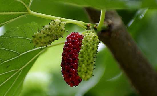 御林古桑园 御林古桑园