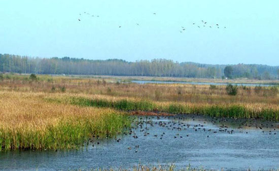 延庆鸟类湿地